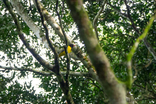 Image of Western Black-headed Oriole