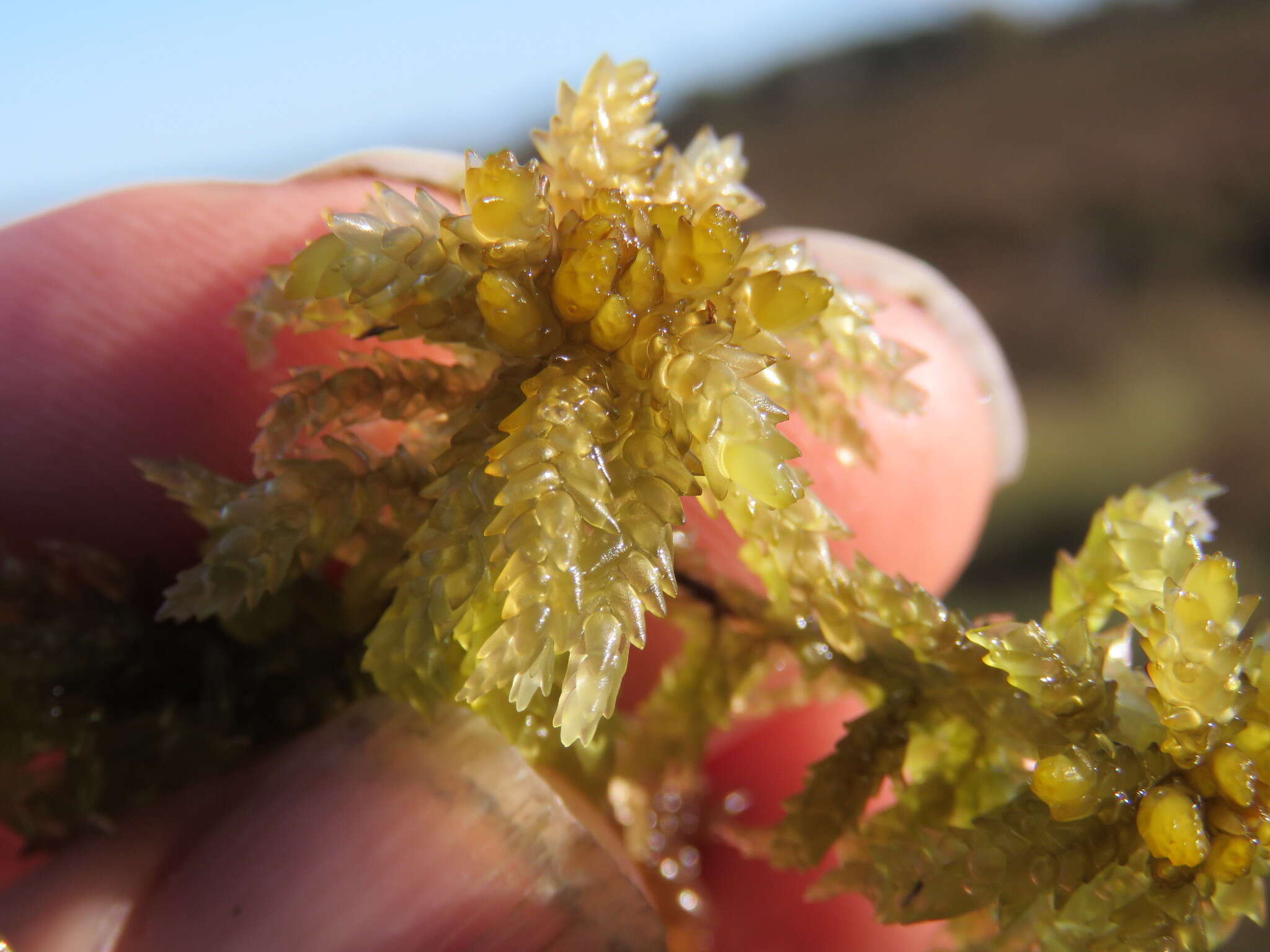 Image of papillose sphagnum