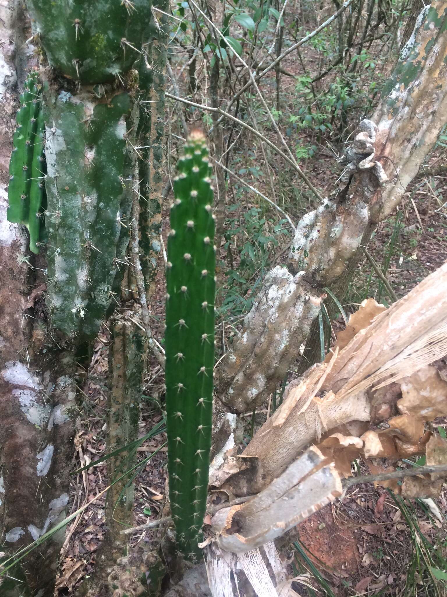 صورة Praecereus euchlorus (F. A. C. Weber ex K. Schum.) N. P. Taylor