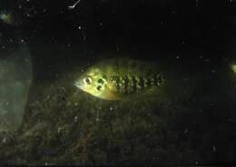 Image of Flier cichlid