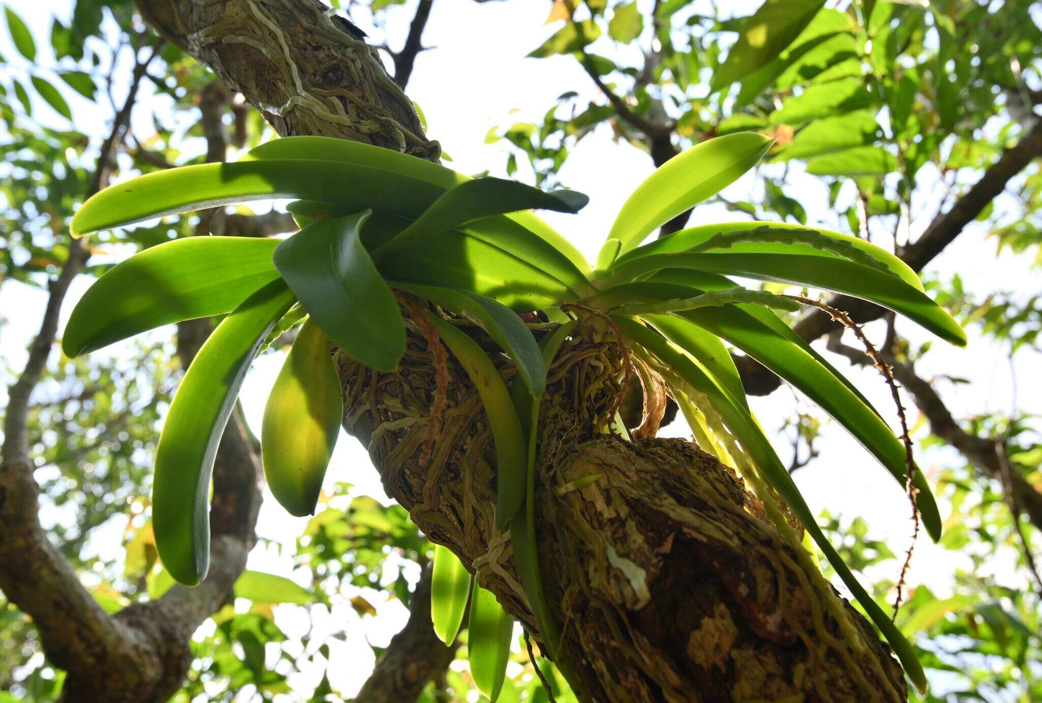 Image of Tuberolabium kotoense Yamam.