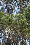 Image of Halocarpus kirkii (F. Muell. ex Parl.) Quinn