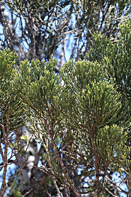 صورة Halocarpus kirkii (F. Muell. ex Parl.) Quinn