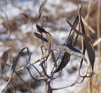 Image of swamp milkweed