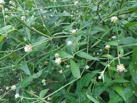 Image de Pfaffia glomerata (Spreng.) Pedersen