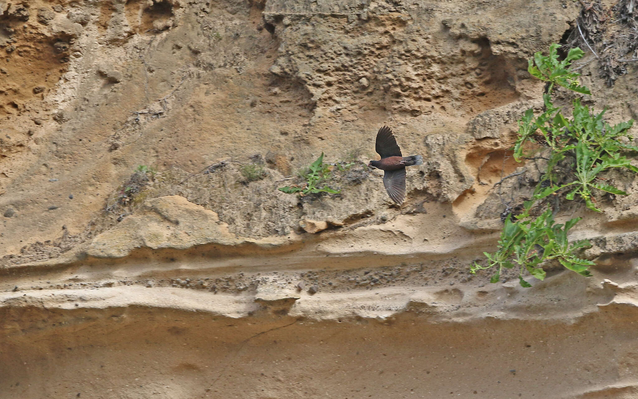 Image de Pigeon des lauriers