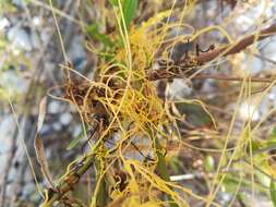 Image of Cuscuta mitraeformis Engelm. ex Hemsl.