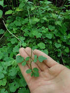 Image de Cardamine clematitis Shuttlew. ex A. Gray