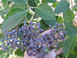 Image of glossy privet