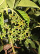 Image of Psychotria micrantha Kunth