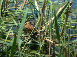 Image of Common Little Bittern