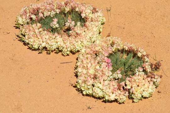 Image of Wreath Flower