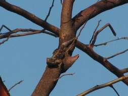 Image of Acanthocercus branchi Wagner, Greenbaum & Bauer 2012