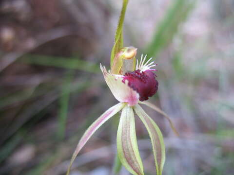 Image of Clubbed spider orchid