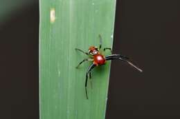 Image of Brown Flower Spider