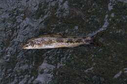 Image of Italian gudgeon