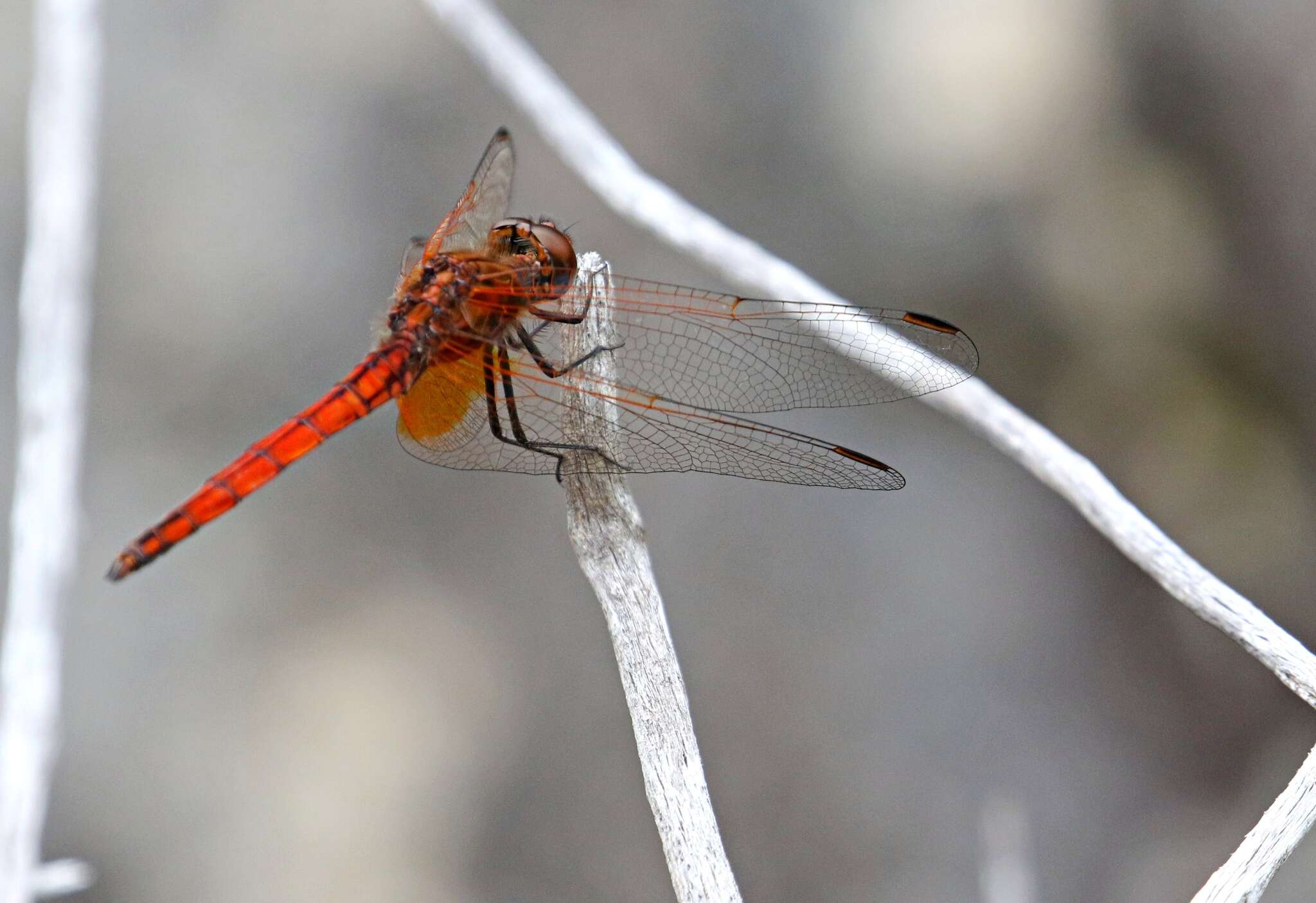 Image of Russet Dropwing