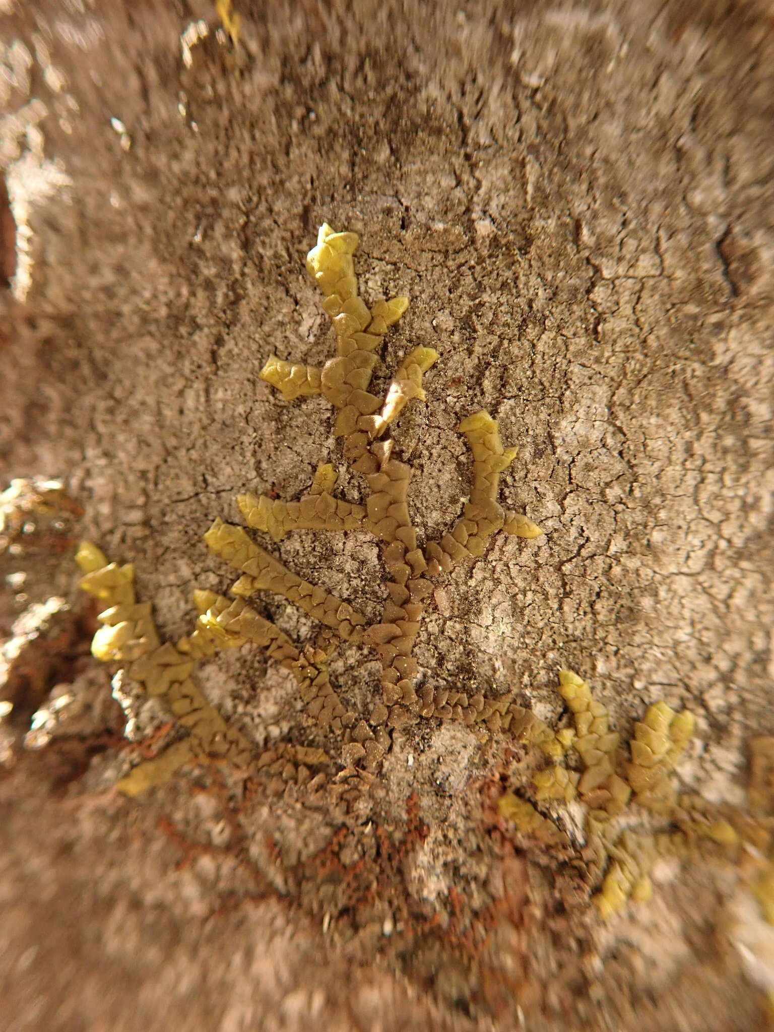 Image of Cliff Scalewort