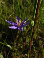 Image of fallflowering pleatleaf