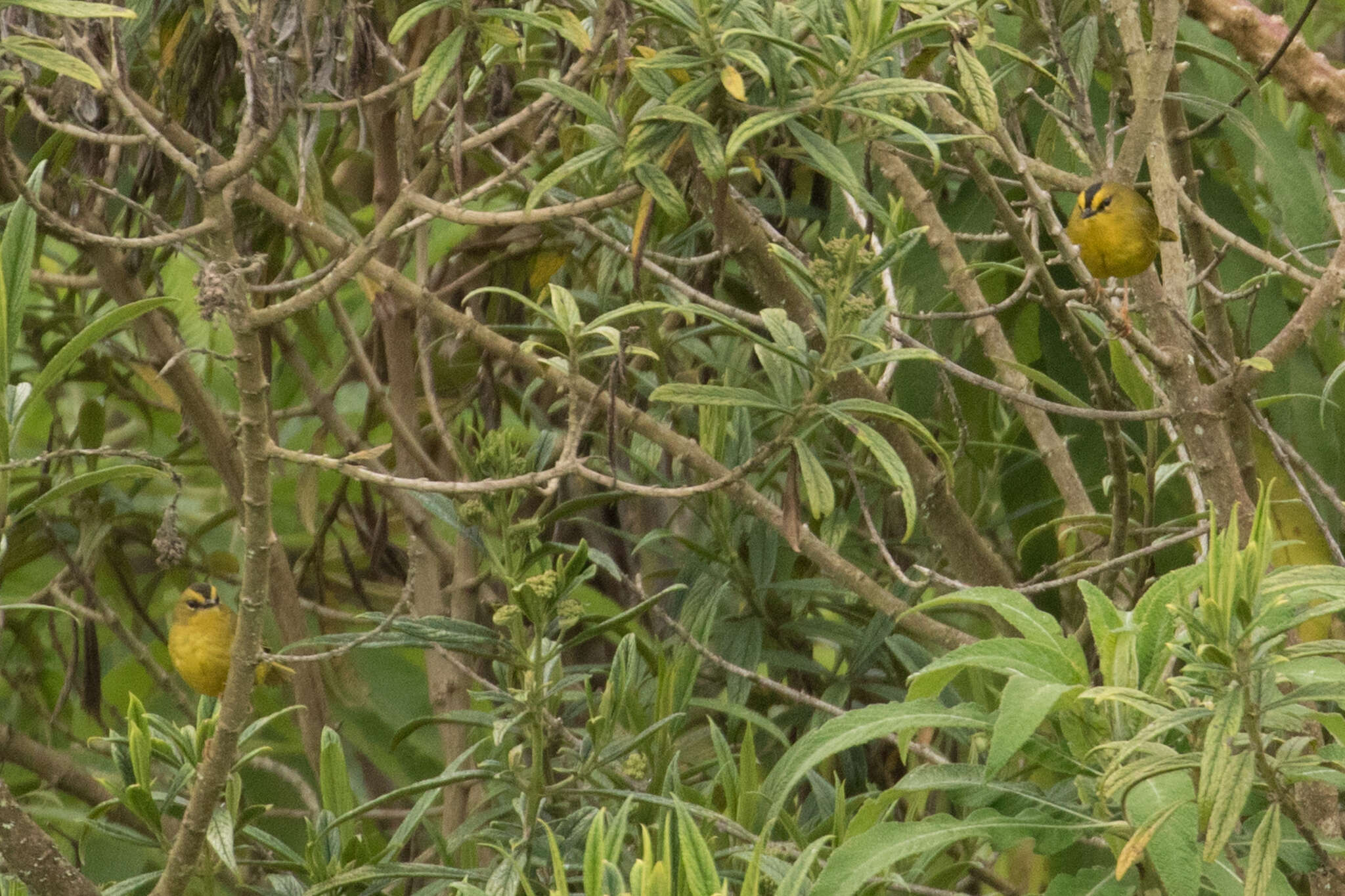 Image of Black-crested Warbler