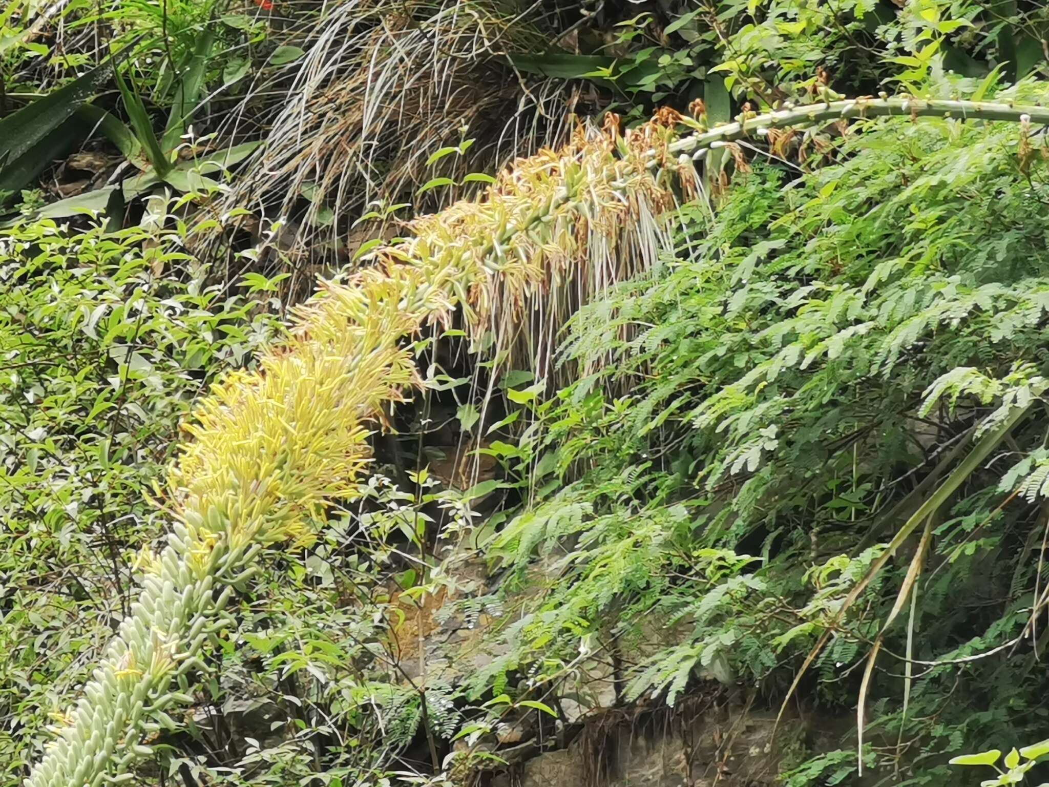 Image of Agave difformis A. Berger