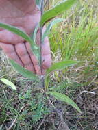 Image of Centaurea jacea subsp. substituta (Czer.) A. D. Mikheev