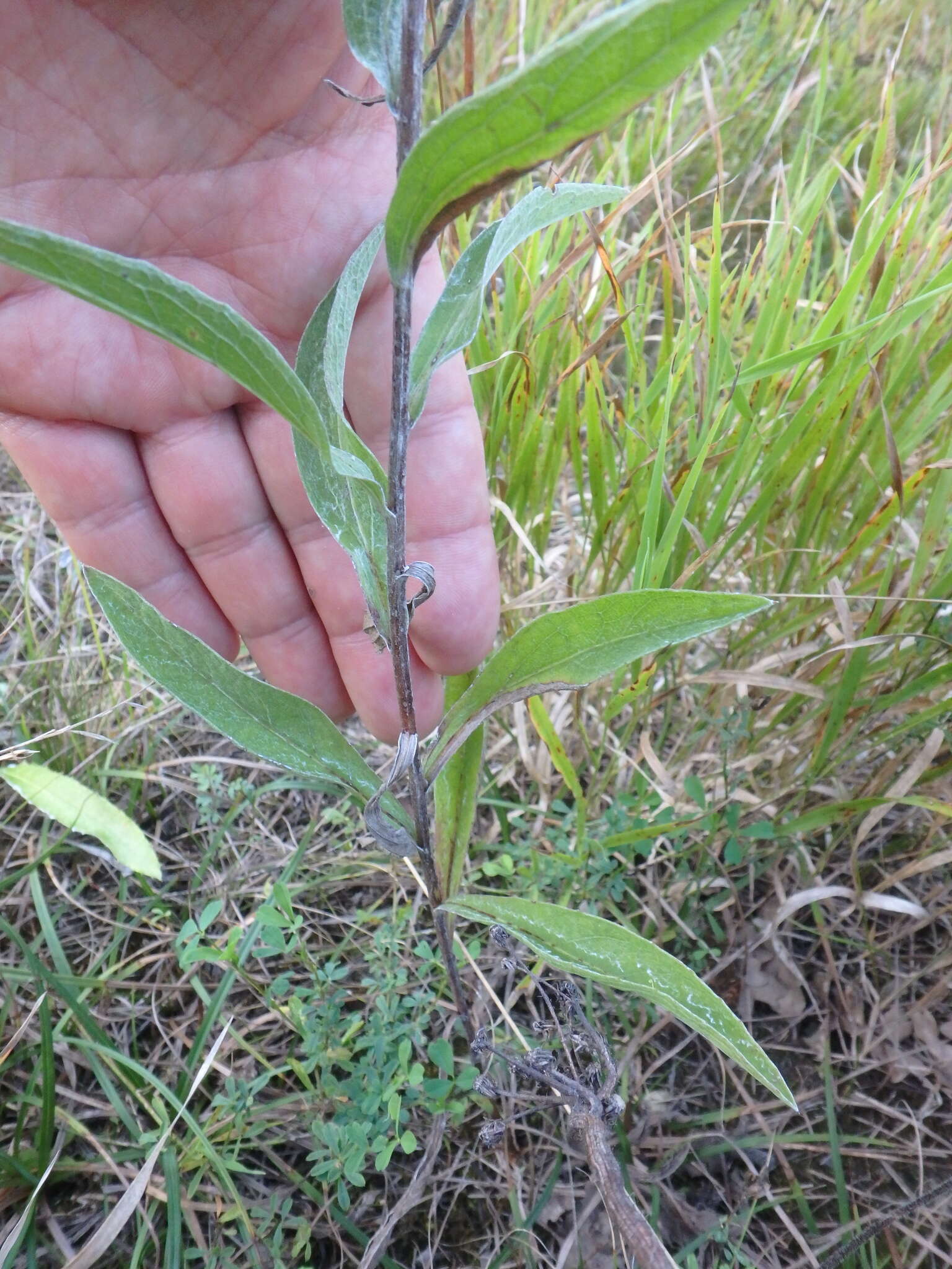 Centaurea jacea subsp. substituta (Czer.) A. D. Mikheev的圖片