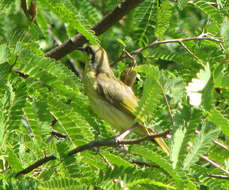 Image of Varied Honeyeater