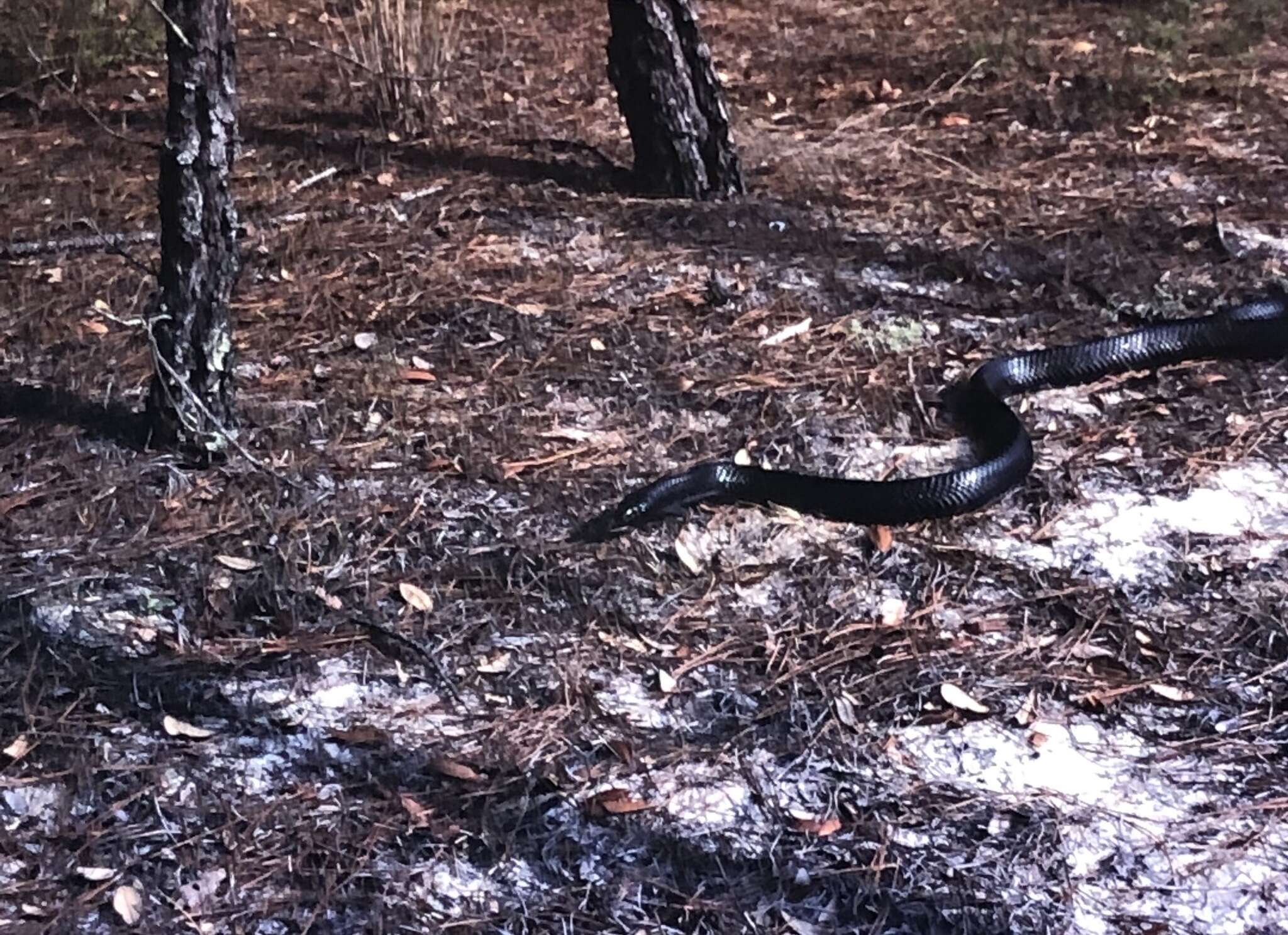 Image of Eastern Indigo Snake