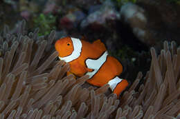 Image of Clown anemonefish
