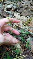 Image of One-Flower Bedstraw