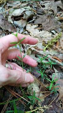 Plancia ëd Galium uniflorum Michx.