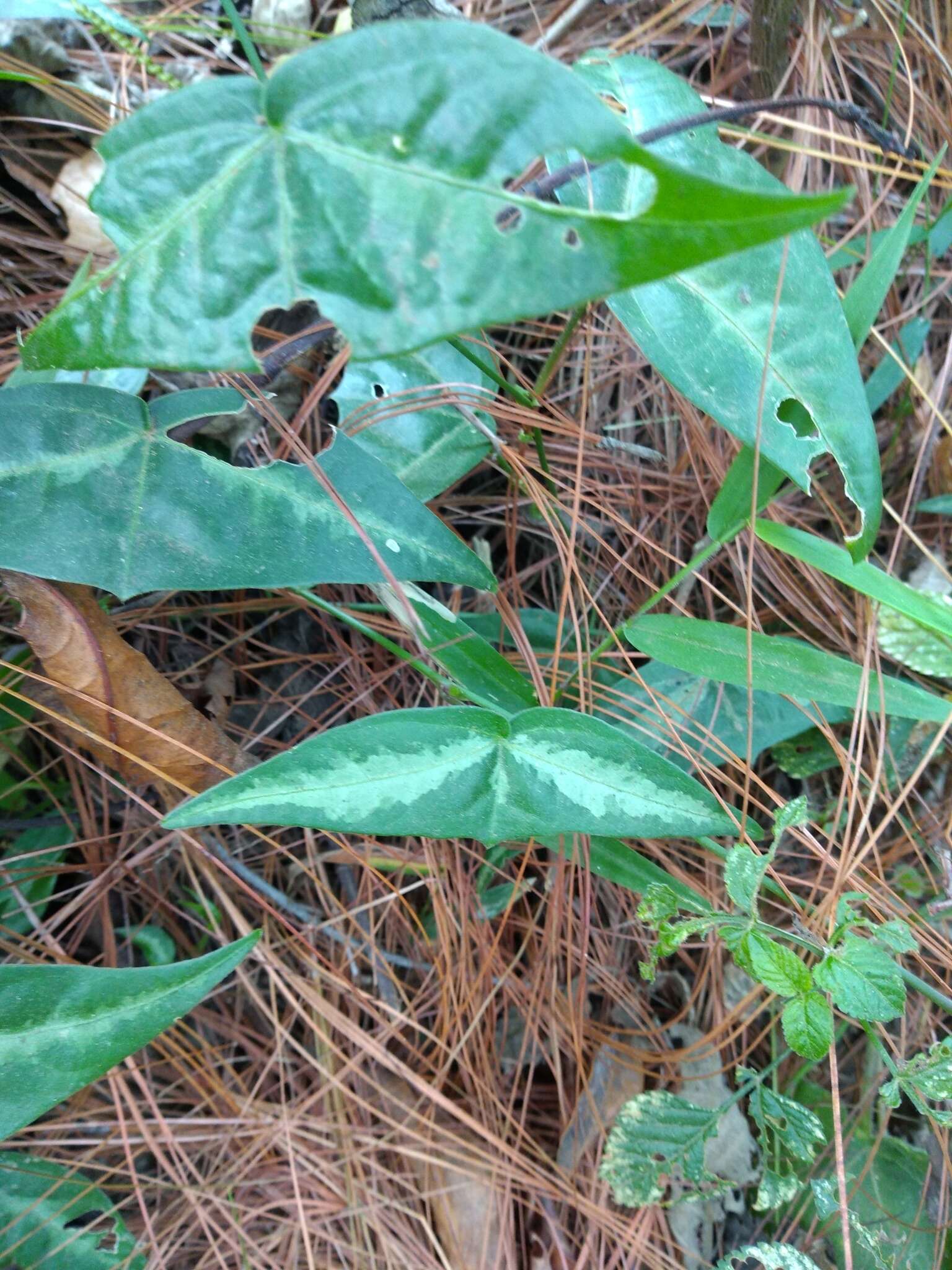 Imagem de Passiflora eglandulosa J. M. Mac Dougal