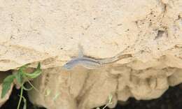 Image of Bluebelly Lizard