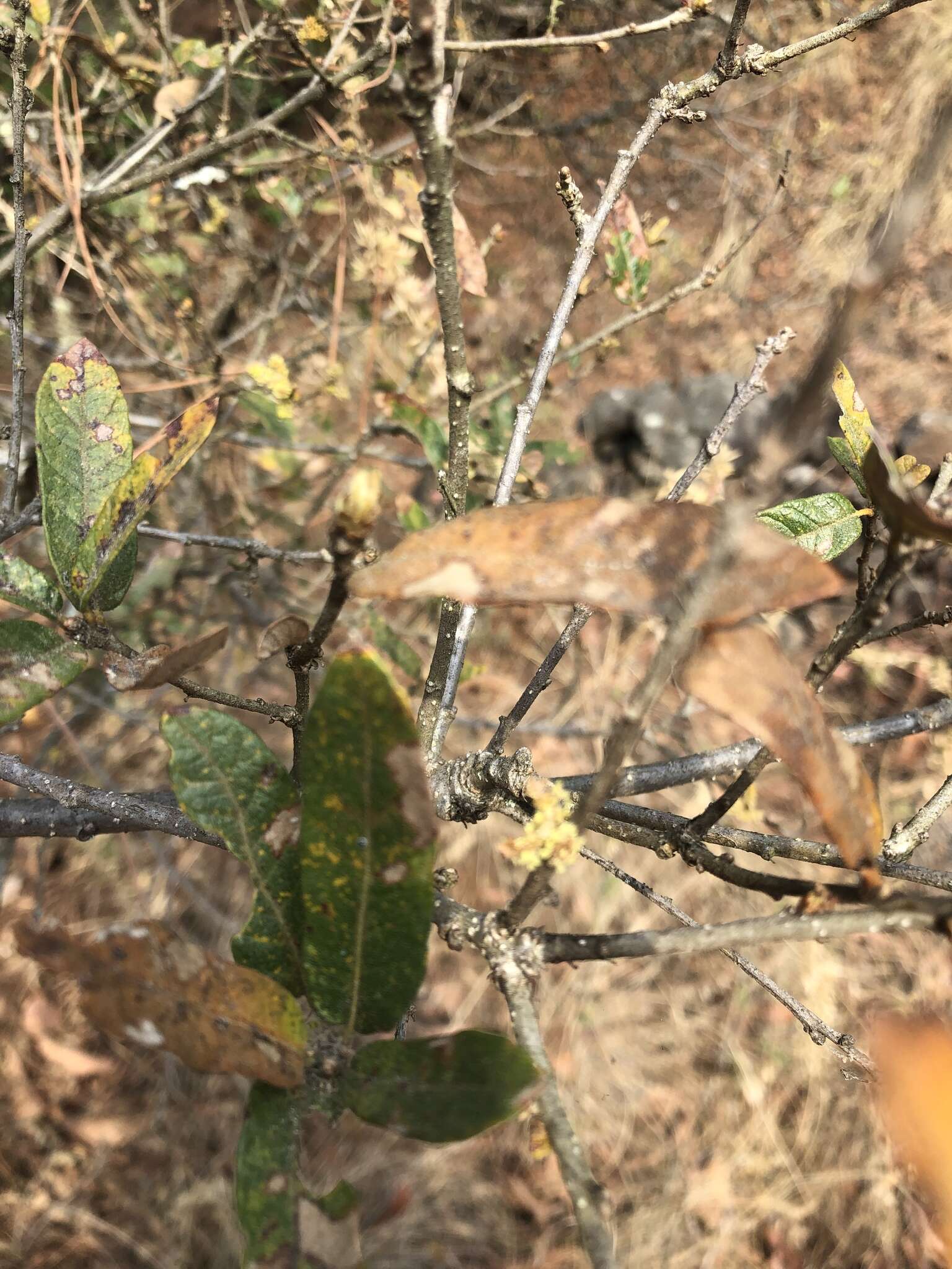 Image of Quercus castanea Née