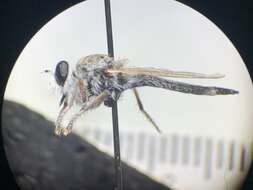 Image of Proctacanthella tolandi Wilcox 1965