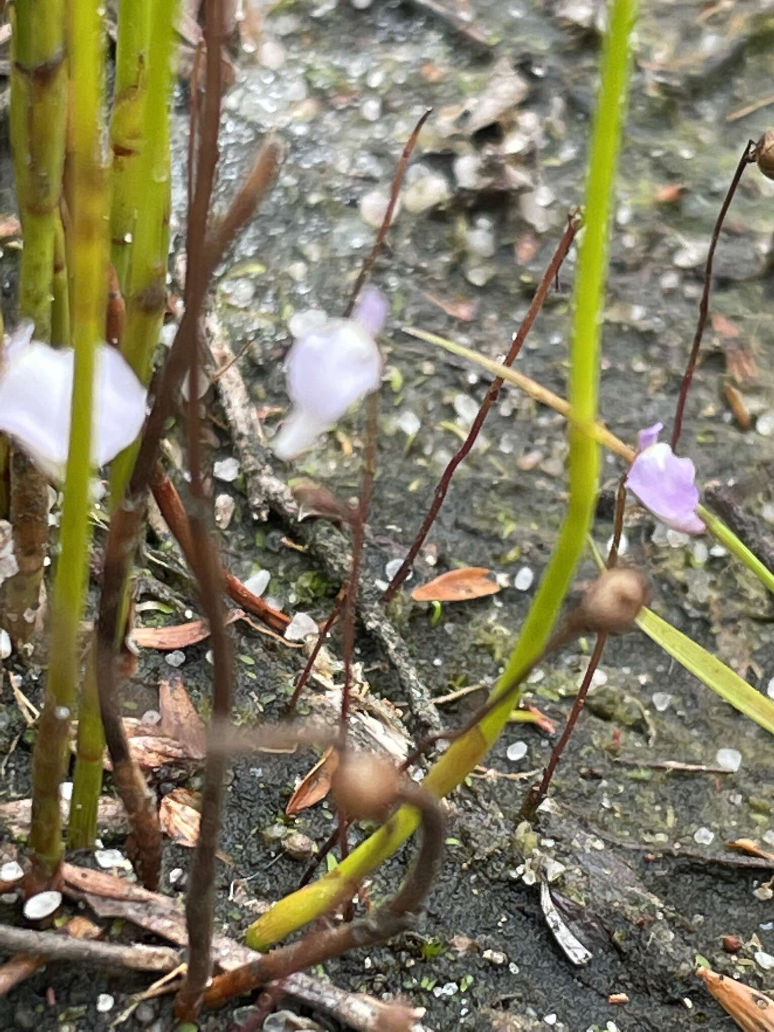 Image of Utricularia lateriflora R. Br.