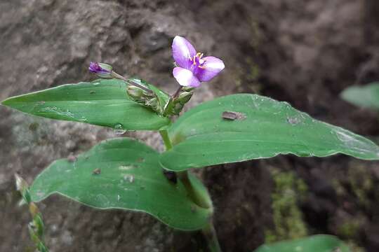 Image of Tradescantia crassifolia var. crassifolia