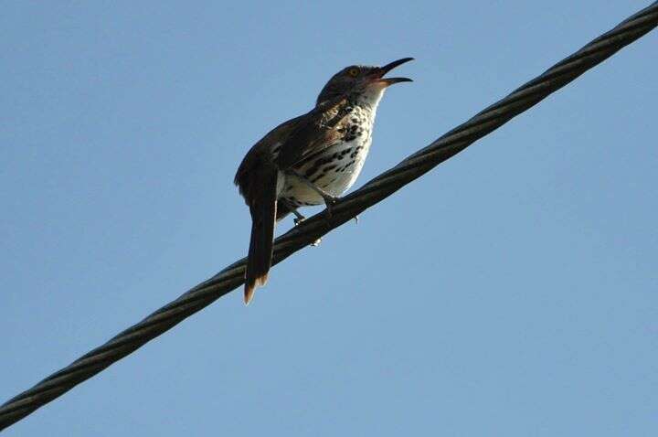 Image of Long-billed Thrasher