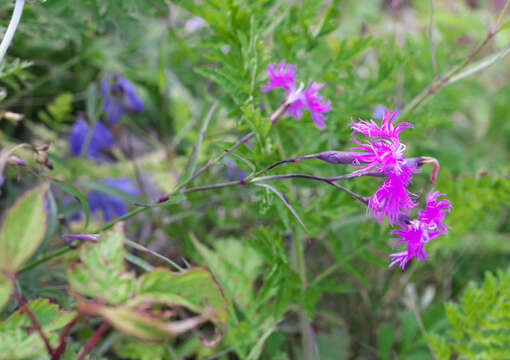 Image of Dianthus superbus subsp. superbus