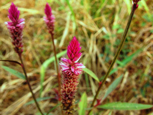 Imagem de Celosia argentea L.