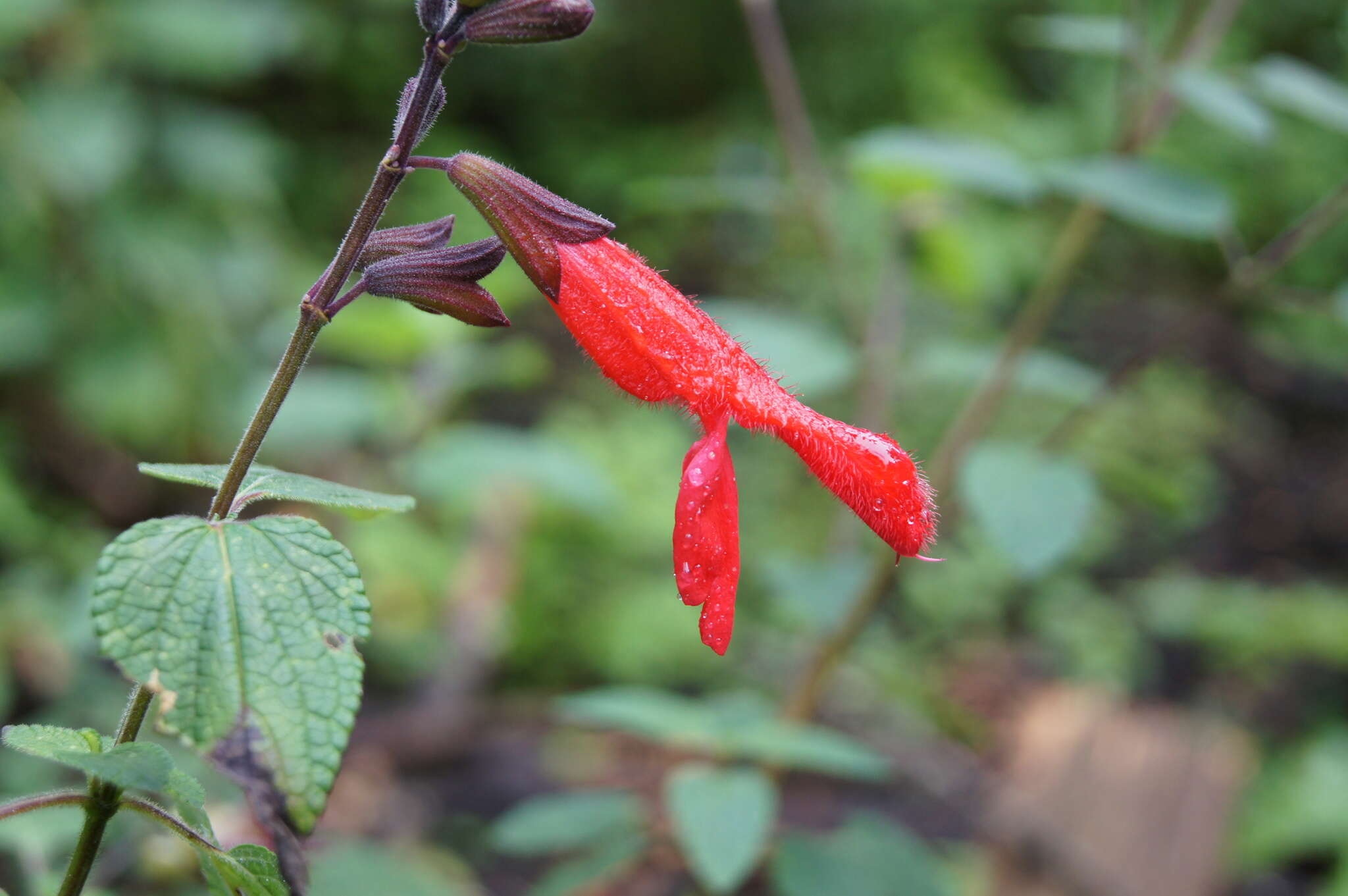 Imagem de Salvia fulgens Cav.