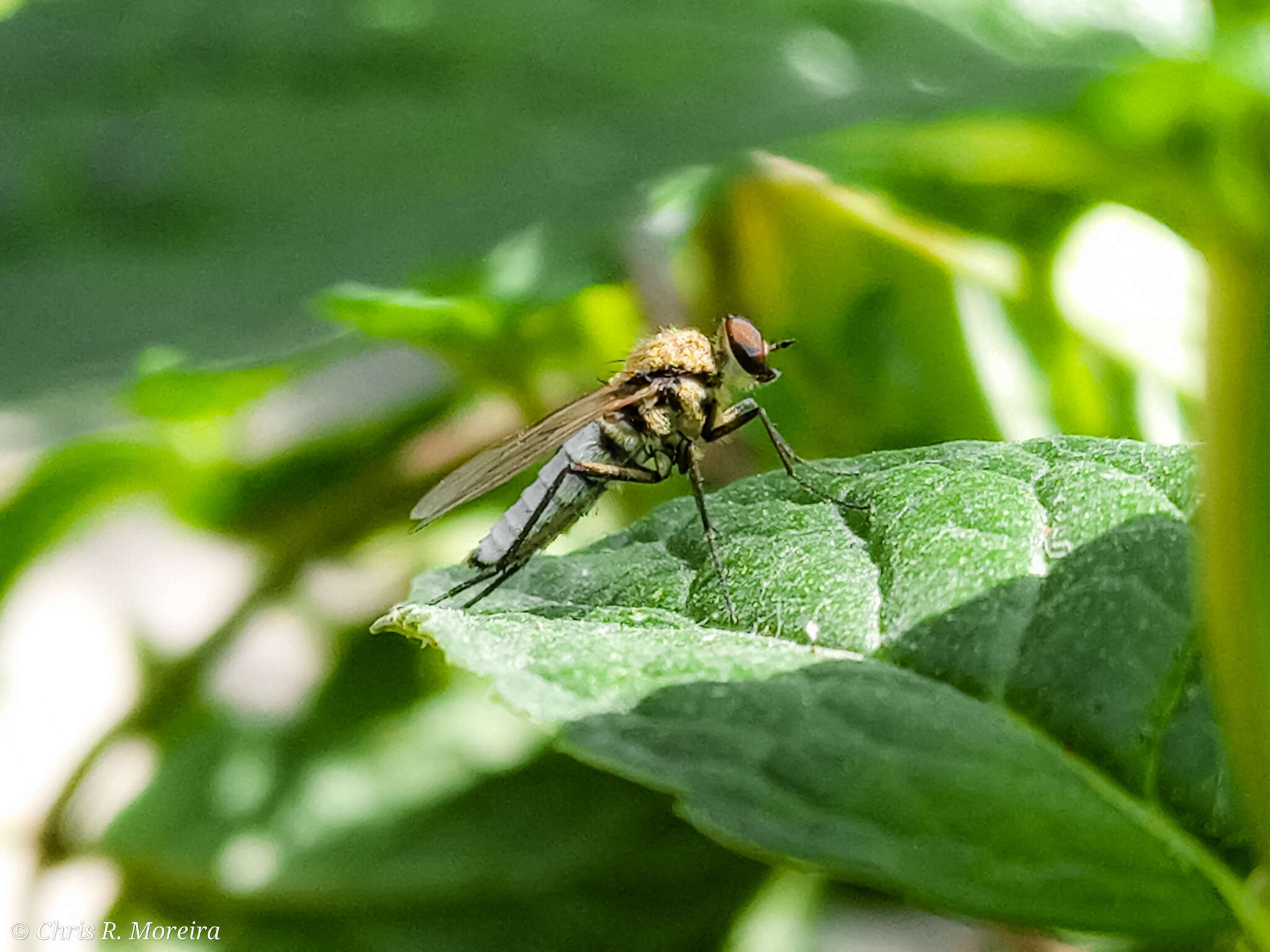 Image of Penniverpa evani Webb 2008