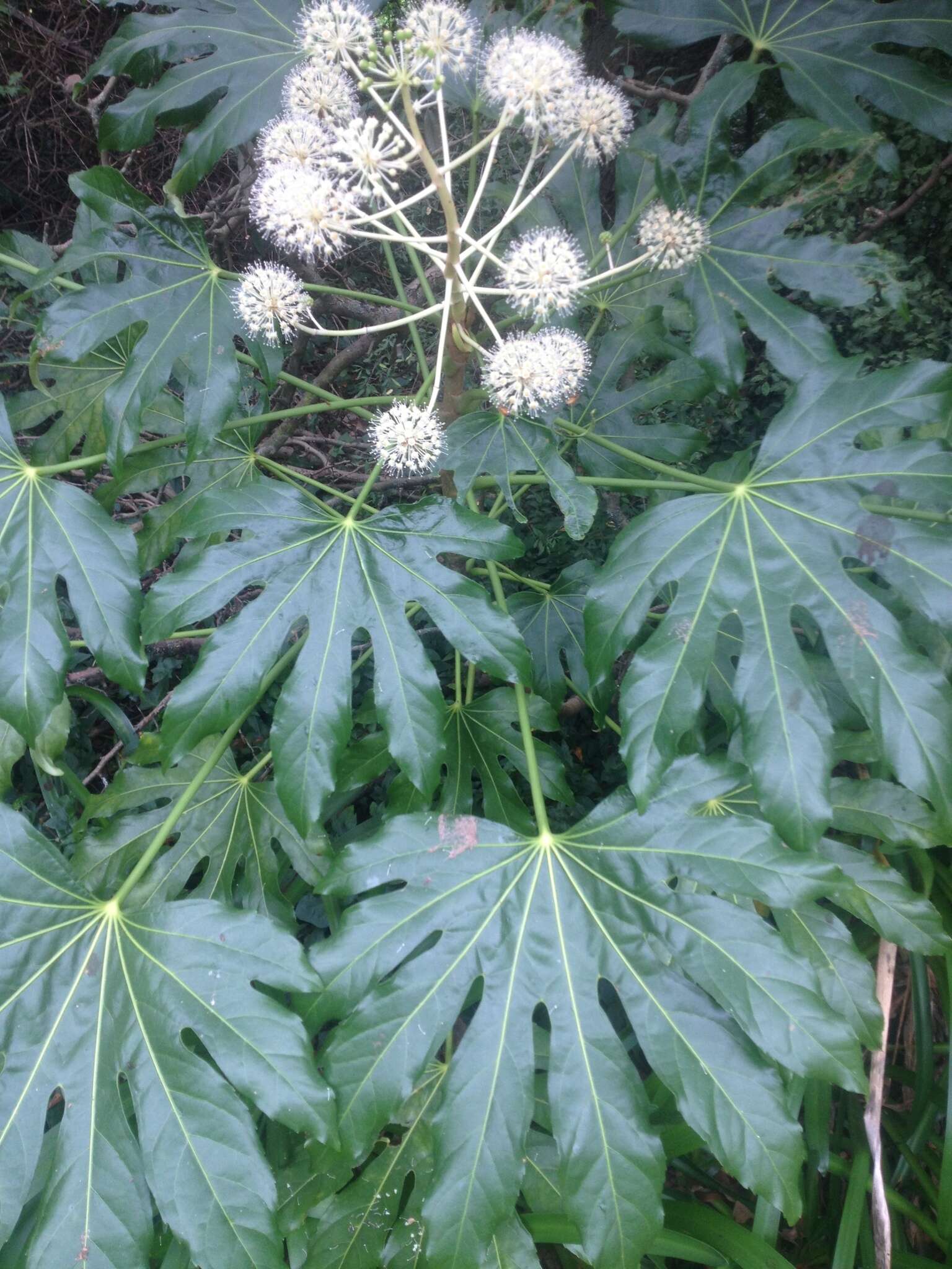 صورة Fatsia