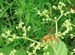 Image of Polistes japonicus de Saussure 1858