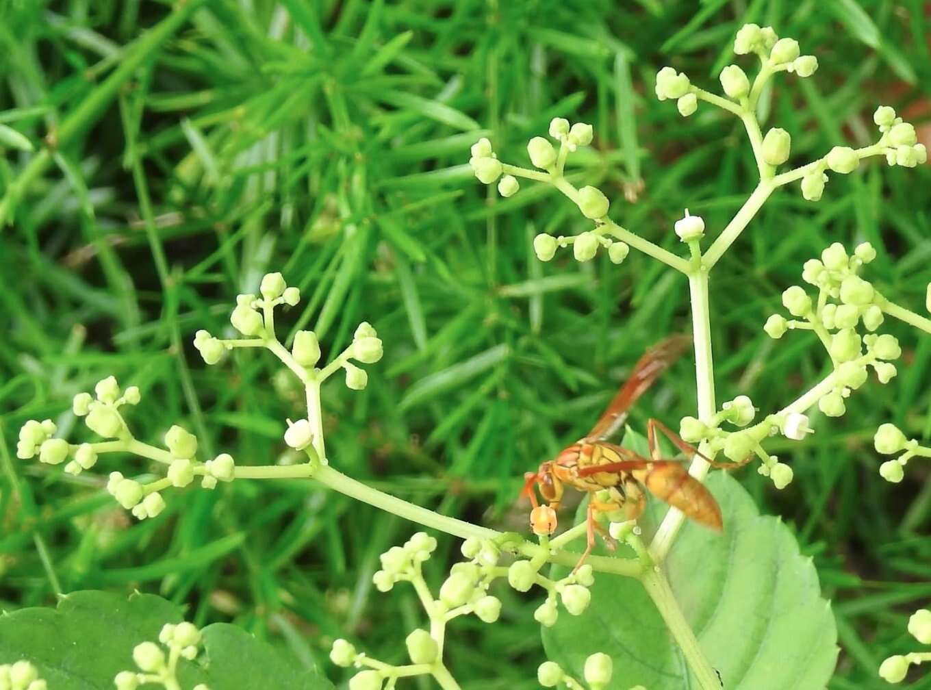 Image of Polistes japonicus de Saussure 1858