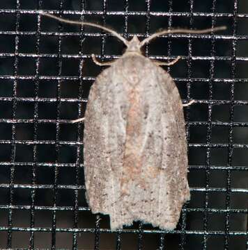 Image of White-lined Leafroller