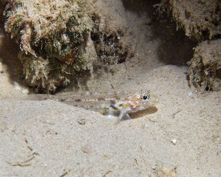 Sivun Fusigobius duospilus Hoese & Reader 1985 kuva