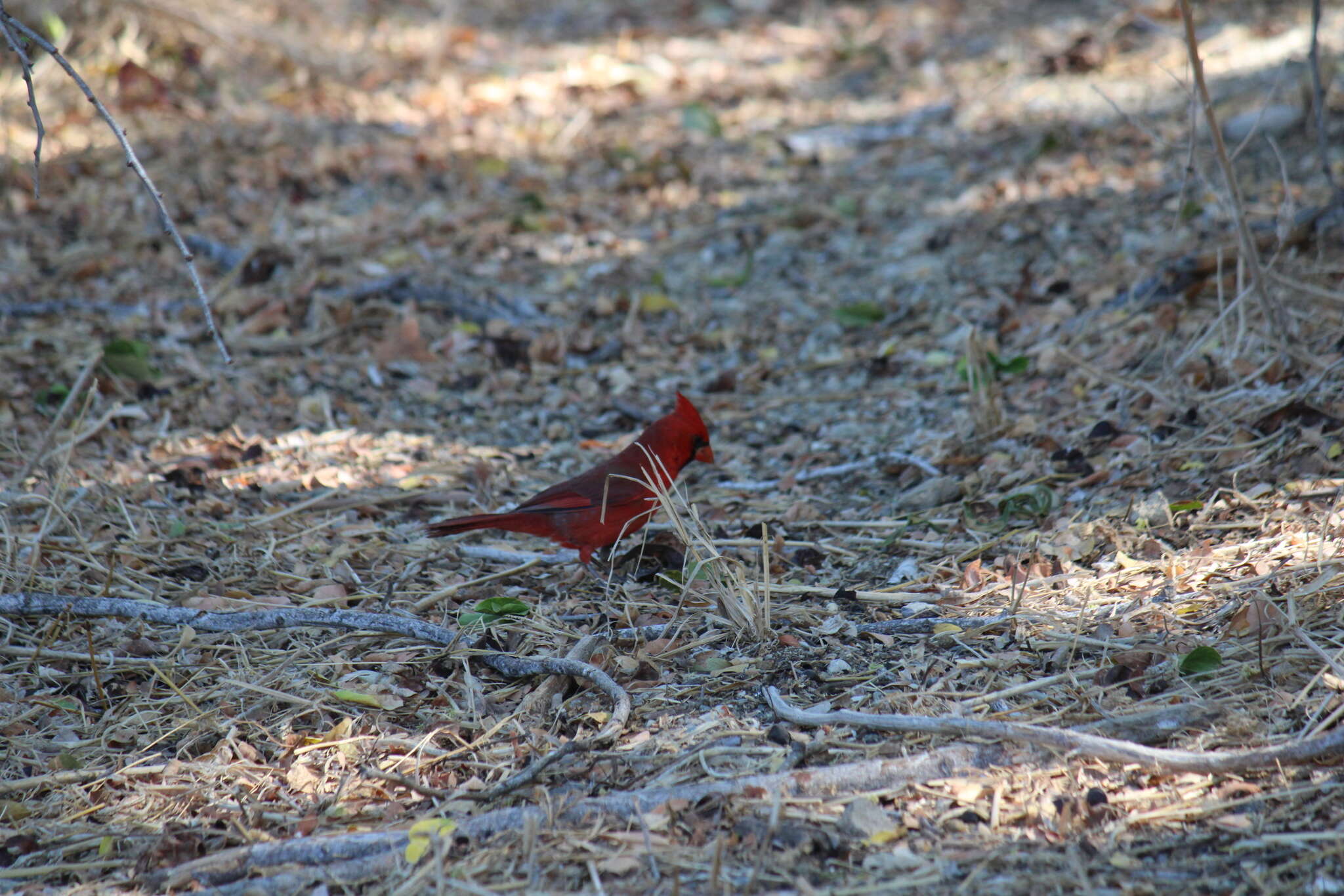 Imagem de Cardinalis cardinalis mariae Nelson 1898