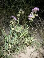 Image of Carleton's sand verbena